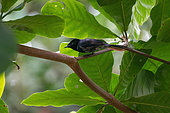 Seychelles Paradise Flycatcher (Terpsiphone corvina), young male, La Digue, Seychelles