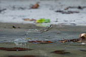 Common Mudskipper (Periophthalmus kalolo) jumping off water, La Digue, Seychelles