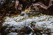 Anjouan Coastal Blenny Alticus anjouanae) male raising his dorsal fin, La Digue, Seychelles