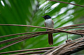 Seychelles Paradise Flycatcher (Terpsiphone corvina), female on a palm, La Digue, Seychelles