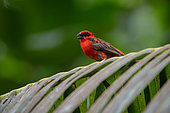 Red Fody (Foudia madagascariensis) male, Mahé, Seychelles
