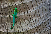 Seychelles Giant Day Gecko (Phelsuma sundbergi sundbergi), Praslin island, Seychelles