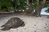 Aldabra Giant Tortoise (Aldabrachelys gigantea ) lying on a sand beach, La Digue, Seychelles