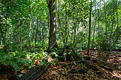 Réserve de la Veuve, natural reserve for Seychelles Paradise Flycatcher (Terpsiphone corvina) La Digue, Seychelles