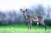 Roe deer (Capreolus capreolus) standing in the grass. Slovakia.