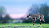 Roe deer (Capreolus capreolus) walking in the grass. Slovakia.