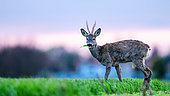 Roe deer (Capreolus capreolus) standing in the grass. Slovakia.
