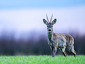 Roe deer (Capreolus capreolus) standing in the grass. Slovakia.
