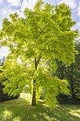 Black locust 'Frsia', Robinia pseudoacacia 'Frisia', tree
