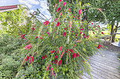 Lemon Bottlebrush, Callistemon citrinus 'Splendens', in bloom