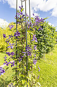 Clematis integrifolia Durandii, Large-flowered Clematis, in bloom