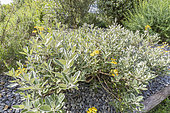 Brachyglottis compacta 'Drysdale'n in bloom
