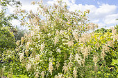 Ocean spray, Holodiscus discolor, in bloom