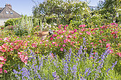 Rosa 'Douceur Normande', Nepeta faassenii 'Walker's Low', Ecole du Breuil, Paris, France