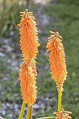 Kniphofia 'Orange Blaze', flowers