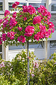 Rosa 'Emera', Breeder: Noack (GER) 1989, in bloom