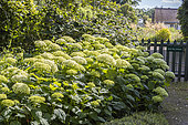 Hydrangea arborescens 'Annabelle', in bloom