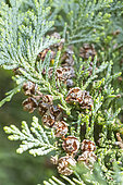 Female cones of Chamaecyparis lawsoniana 'Glauca'.