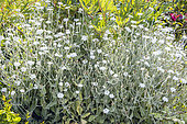 Lychnis coronaria 'Alba', in bloom