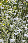 Lychnis coronaria 'Alba', in bloom