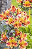 Peruvian Lily, Alstroemeria 'Indian Summer', flowers