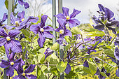 Clematis integrifolia Durandii, Large-flowered Clematis, flowers