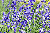 ; Lavandula angustifolia 'Imperial Gem', flowers