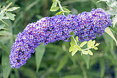 Orange eye butterflybush, Buddleja davidii 'Lochinch', flowers