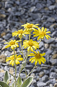 Brachyglottis compacta 'Drysdale', flowers