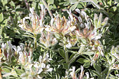 Hairy Canaryflower, Lotus hirsutus, flowers