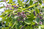 Japanese Beautyberry, Callicarpa japonica var angustata, in bloom