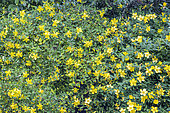 St John's Wort, Hypericum calycinum, in bloom