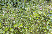 Kenilworth Ivy, Cymbalaria muralis, foliage