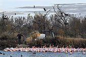 Greater Flamingo (Phœnicopterus roseus) feeding, Camargue, France