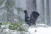Western Capercaillie (Tetrao urogallus), Finland