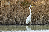 Great Egret (Egretta alba), Camargue, France