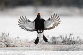 Black Grouse (Lyrurus tetrix) displaying, Finland