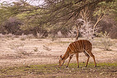 Lesser kudu (Tragelaphus imberbis) in the savannah, Namibia, Africa