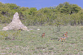 Black-backed jackal Jackal (Canis mesomelas), Namibia, Africa