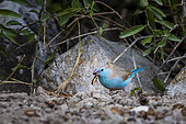 Blue Waxbill (Uraeginthus angolensis) with an insect in its beak, Namibia, Africa