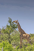 Angolan giraffe (Giraffa camelopardalis angolensis) feeding on acacia leaf, Namibia, Africa