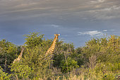 Angolan giraffes (Giraffa camelopardalis angolensis), Namibia, Africa