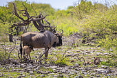 Blue wildebeest (Connochaetes taurinus taurinus) female and calf, Namibia, Africa