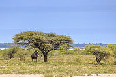 Blue wildebeest (Connochaetes taurinus taurinus), Namibia, Africa