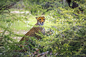 Southern African cheetah (Acinonyx jubatus jubatus), Namibia, Africa