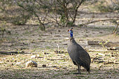 Helmeted guinea fowl (Numida meleagris), Namibia, Africa