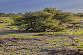 Springboks (Antidorcas marsupialis), Namibia, Africa