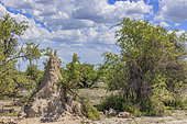 Termite mound, Namibia, Africa