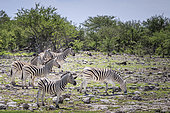 Burchell's zebra (Equus quagga burchellii), Namibia, Africa