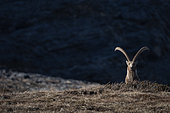 Male Alpine ibex (Capra ibex), Alps, Valais, Switzerland